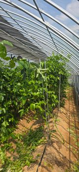 팜모닝 기타작물·영농일지 게시글 이미지