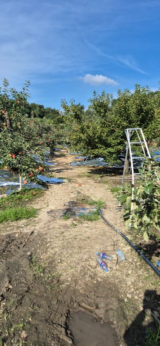 강성분님의 사과 · 영농일지 작성글 사진