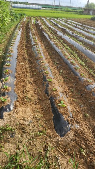 파더곰님의 기타작물 · 영농일지 작성글 사진