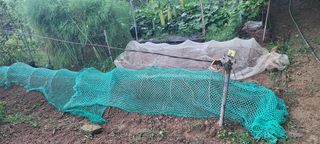 정응화님의 기타작물 · 영농일지 작성글 사진