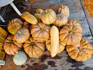 김해열님의 기타작물 · 영농일지 작성글 사진