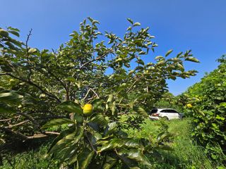 Captain김상곤님의 귤 · 영농일지 작성글 사진