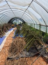 팜모닝 참깨·영농일지 게시글 이미지