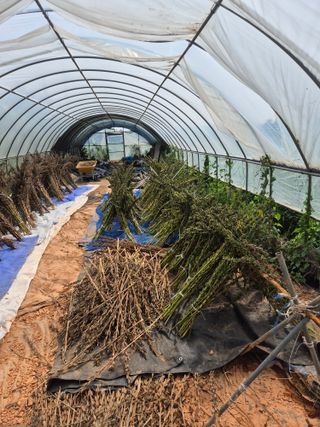 김기철님의 참깨 · 영농일지 작성글 사진