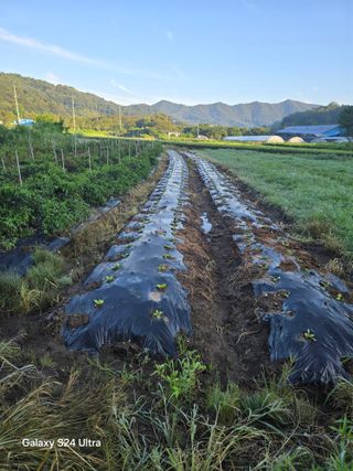 슈퍼땅콘님의 기타작물 · 영농일지 작성글 사진