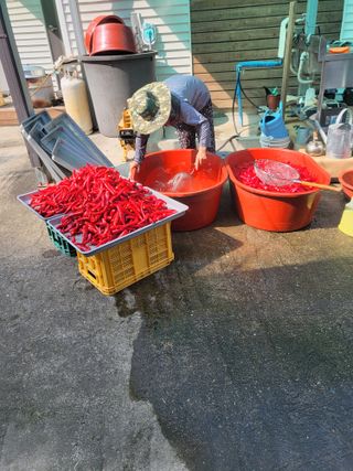 이상욱님의 기타작물 · 영농일지 작성글 사진