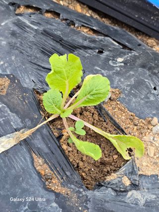 소병찬님의 참깨 · 영농일지 작성글 사진