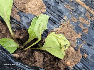 소병찬님의 참깨 · 영농일지 작성글 사진