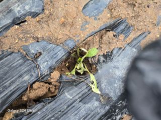 소병찬님의 참깨 · 영농일지 작성글 사진