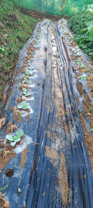 정응화님의 기타작물 · 영농일지 작성글 사진