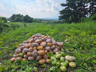 Captain김상곤님의 호박 · 영농일지 작성글 사진