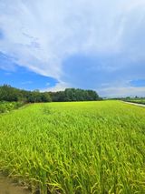 팜모닝 벼·영농일지 게시글 이미지