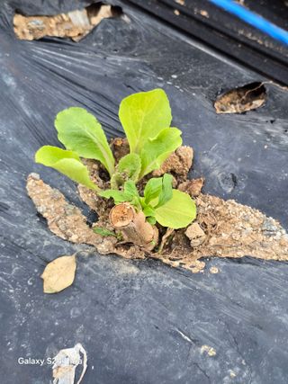 소병찬님의 참깨 · 영농일지 작성글 사진