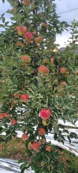 팜모닝 사과·영농일지 게시글 이미지