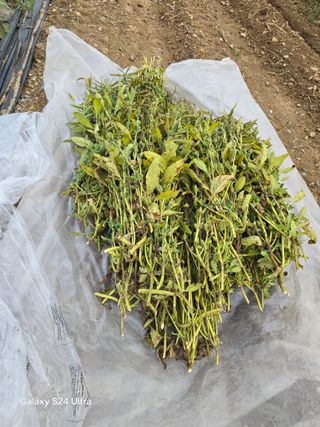 소병찬님의 참깨 · 영농일지 작성글 사진