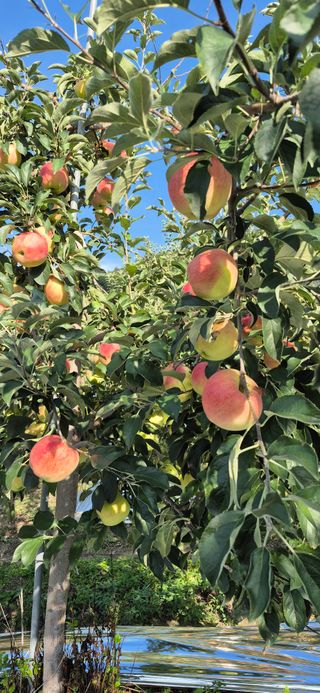 강성분님의 사과 · 영농일지 작성글 사진