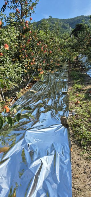 강성분님의 사과 · 영농일지 작성글 사진