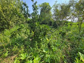 Captain김상곤님의 귤 · 영농일지 작성글 사진