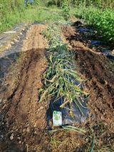 팜모닝 기타작물·영농일지 게시글 이미지