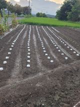 팜모닝 배추·영농일지 게시글 이미지