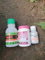 팜모닝 감·영농일지 게시글 이미지