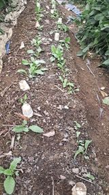 팜모닝 배추·영농일지 게시글 이미지