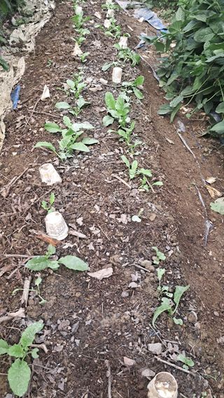 울산연안님의 배추 · 영농일지 작성글 사진