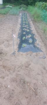 팜모닝 배추·영농일지 게시글 이미지