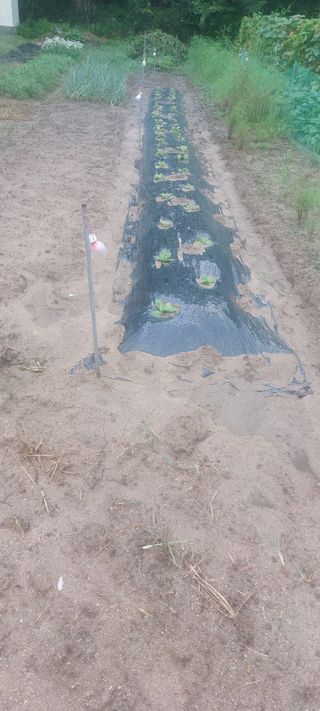 Blackbear님의 배추 · 영농일지 작성글 사진