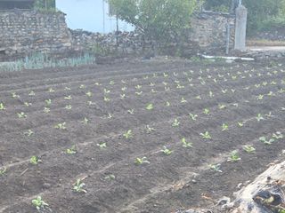 서녕이님의 배추 · 영농일지 작성글 사진