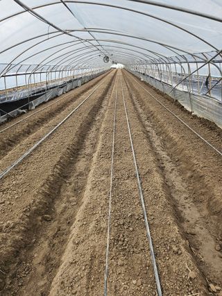 김동식님의 오이 · 영농일지 작성글 사진