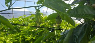 강단아님의 기타작물 · 영농일지 작성글 사진