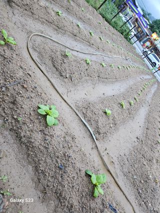 자미농원~김미자님의 들깨 · 영농일지 작성글 사진