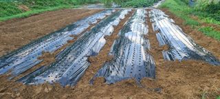 정응화님의 기타작물 · 영농일지 작성글 사진