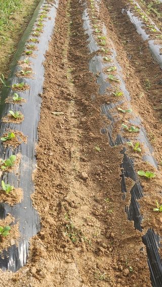 파더곰님의 기타작물 · 영농일지 작성글 사진