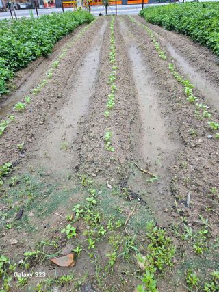 자미농원~김미자님의 들깨 · 영농일지 작성글 사진