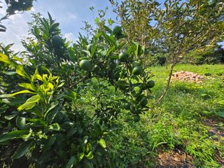 Captain김상곤님의 귤 · 영농일지 작성글 사진