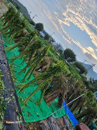 자미농원~김미자님의 들깨 · 영농일지 작성글 사진