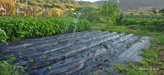 산골아찌님의 배추 · 영농일지 작성글 사진