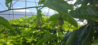 강단아님의 기타작물 · 영농일지 작성글 사진