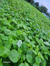 팜모닝 들깨·영농일지 게시글 이미지