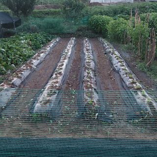 맹경섭님의 배추 · 영농일지 작성글 사진