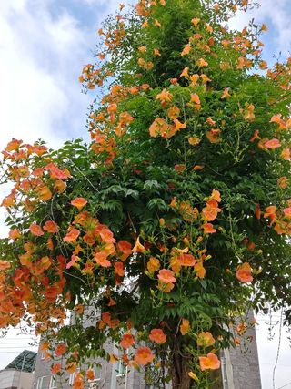 키다리님의 사과 · 영농일지 작성글 사진