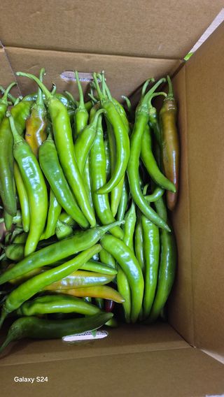 주화숙님의 기타작물 · 영농일지 작성글 사진