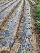 팜모닝 기타작물·영농일지 게시글 이미지