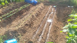 김영규님의 기타작물 · 영농일지 작성글 사진