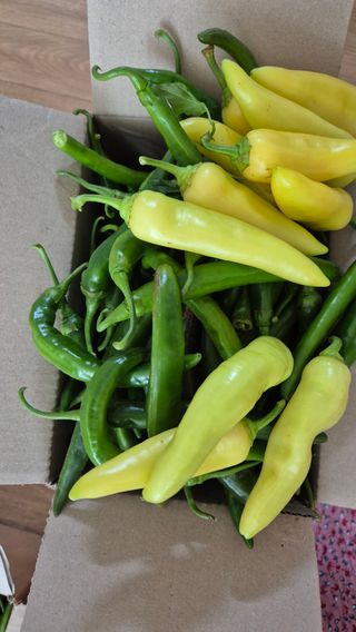 주화숙님의 기타작물 · 영농일지 작성글 사진