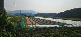 구춘봉님의 마늘 · 영농일지 작성글 사진