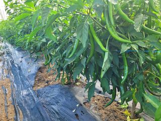 주화숙님의 기타작물 · 영농일지 작성글 사진