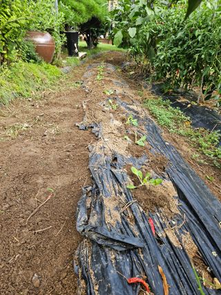 김해열님의 기타작물 · 영농일지 작성글 사진
